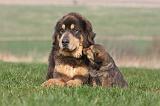 DOGUE DU TIBET 307
